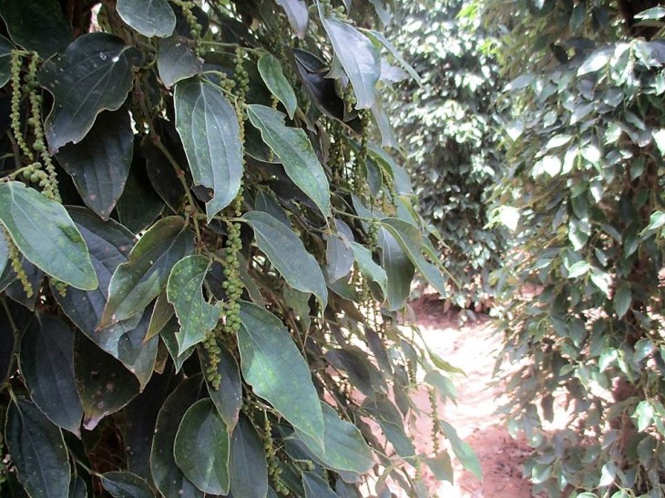 15781398_10155679810763242_5936440368713200276_n